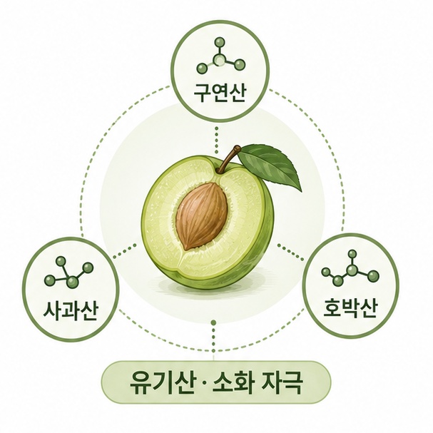 매실 주요 유기산 성분 안내