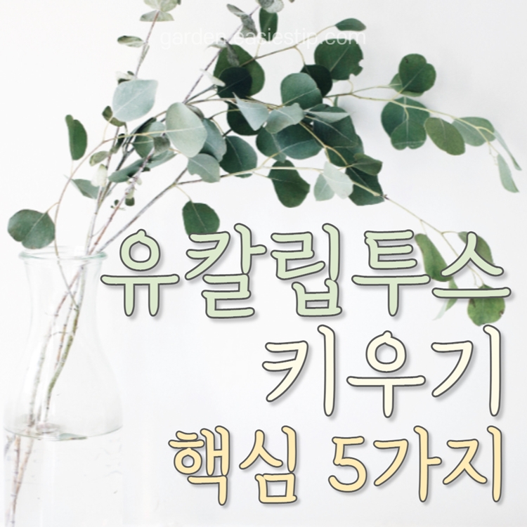 유칼립투스 키우는 방법