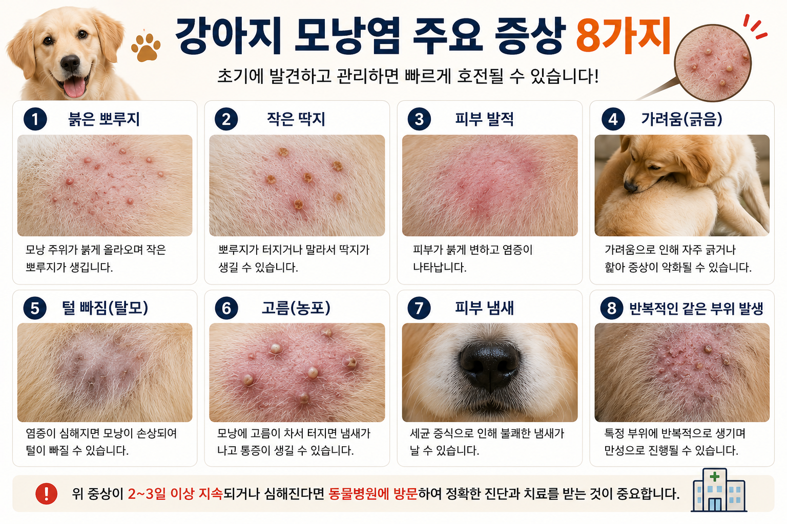 강아지 모낭염 주요 증상 체크리스트 이미지