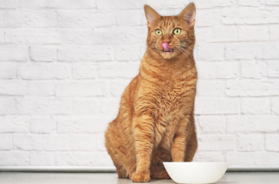 고양이에게 참치