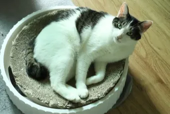 집고양이 vs 길고양이 평균 수명 차이 심층 분석_22