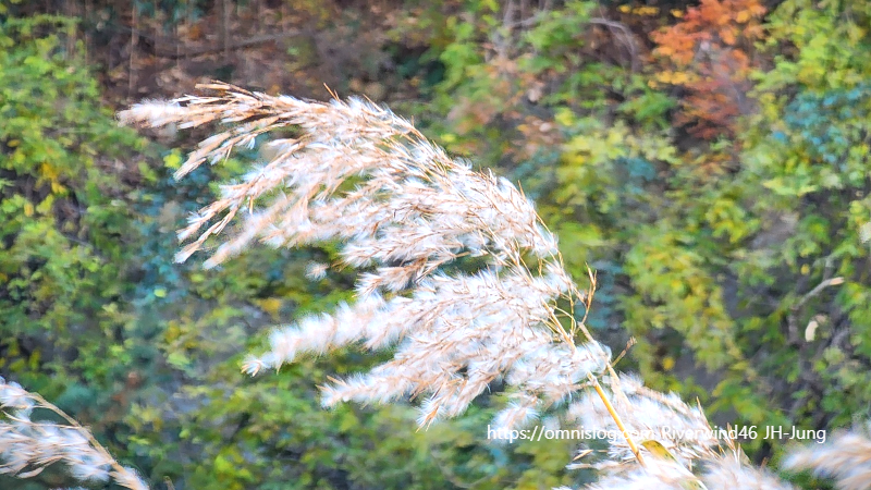 억새꽃