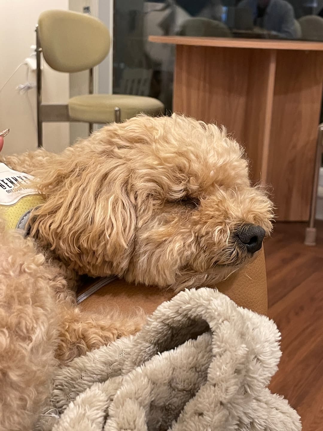 노령견의 면역 체계를 강화하는 보충제 및 음식 추천