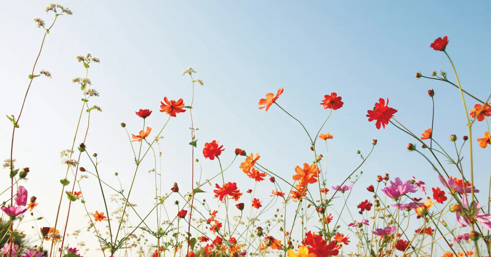 꽃이름 알려주는 어플