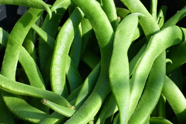 강낭콩 재배 파종 간격 잡초 억제 멀칭 요령_9