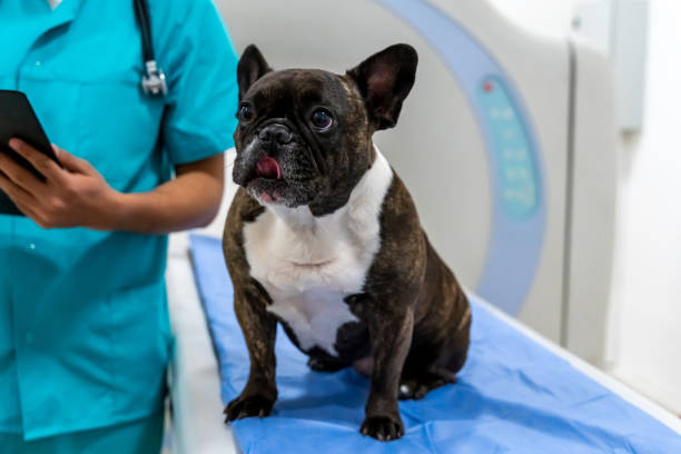 반려동물 실비보험이란?