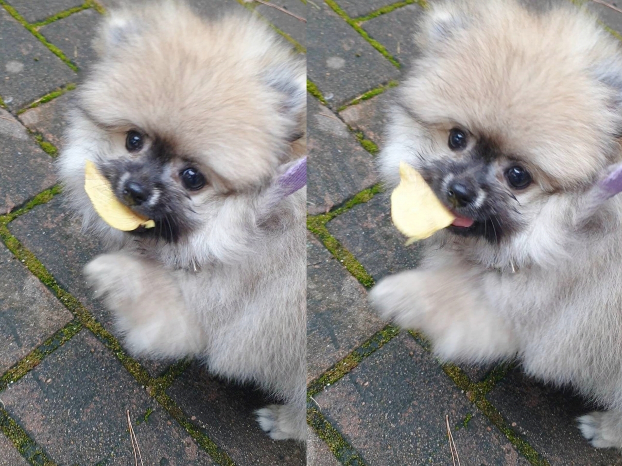 아기 강아지 첫 산책