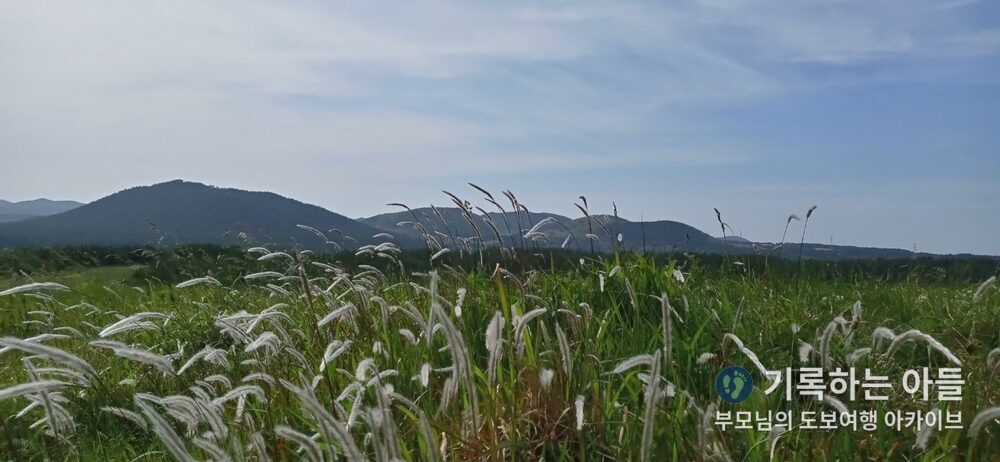 아부오름 억새꽃 클로즈업