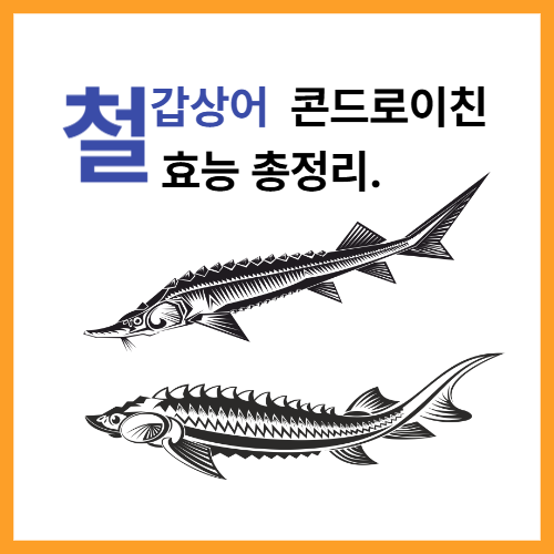 철갑상어 콘드로이친 효능 총정리
