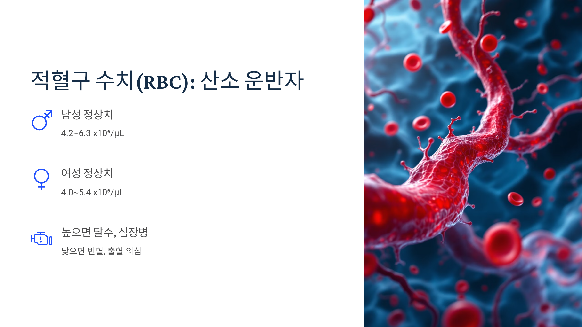 적혈구 수치 정상 범위 및 차이