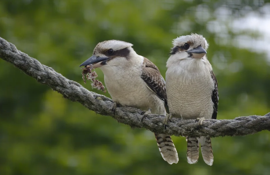 불면증 효과: 자연의 소리
