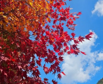 2024 단풍 시기(지역별) 및 단풍 명소 추천