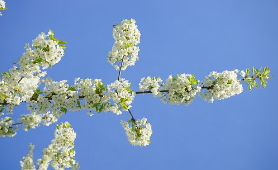 봄화장여성패션벚꽃놀이벚꽃명소