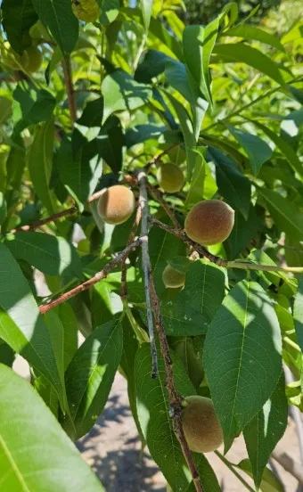 복숭아 나무 한살이 시기_14