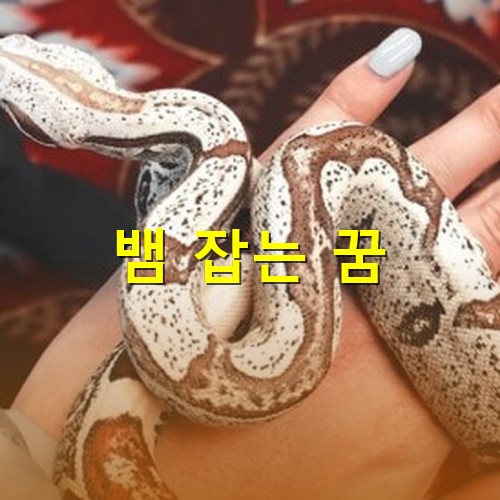 흰색과-갈색이-어우러진-뱀을-잡아-손위에-올려놓은-모습