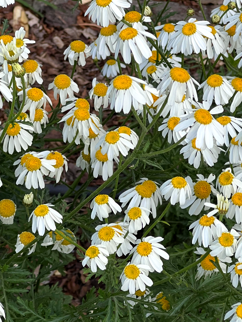 보르도 식물원(Jardin Public) 다양한 꽃