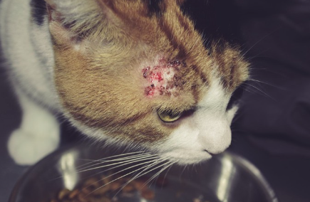 알레르기로 딱지가 있는 고양이.