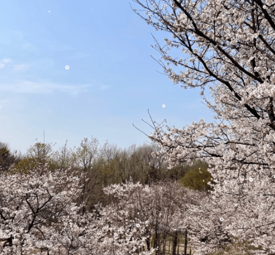 서울 벚꽃 명소 서울숲