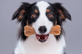 강아지/출처:어도비스톡