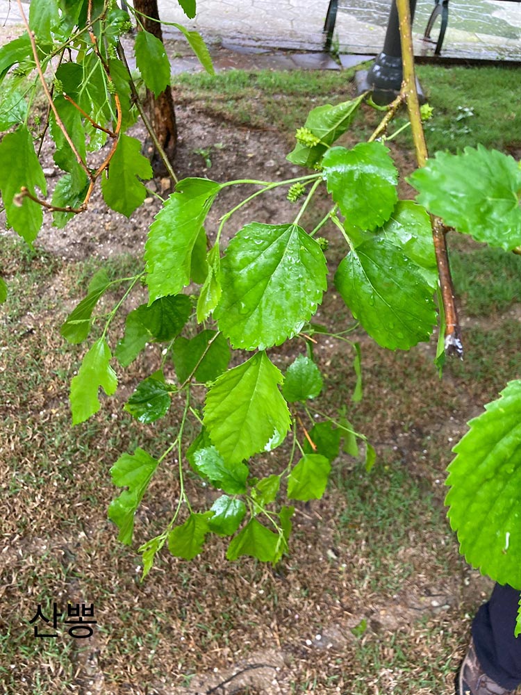 산뽕나무