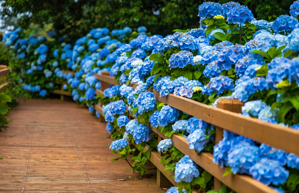 제주 동쪽 가볼만한곳 (혼인지)