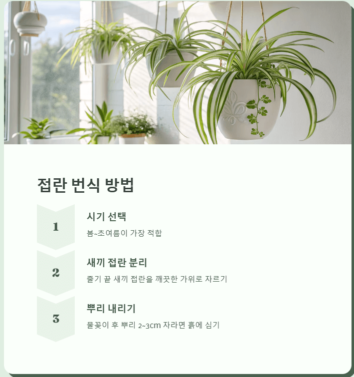 접란 번식