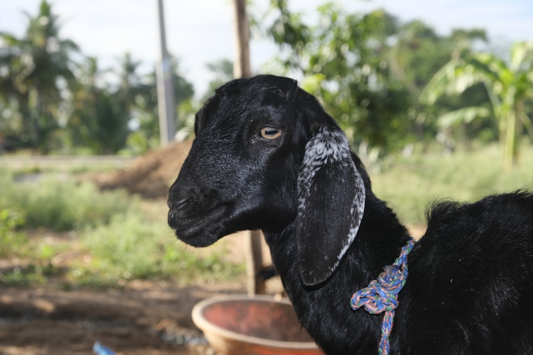 Black goat.