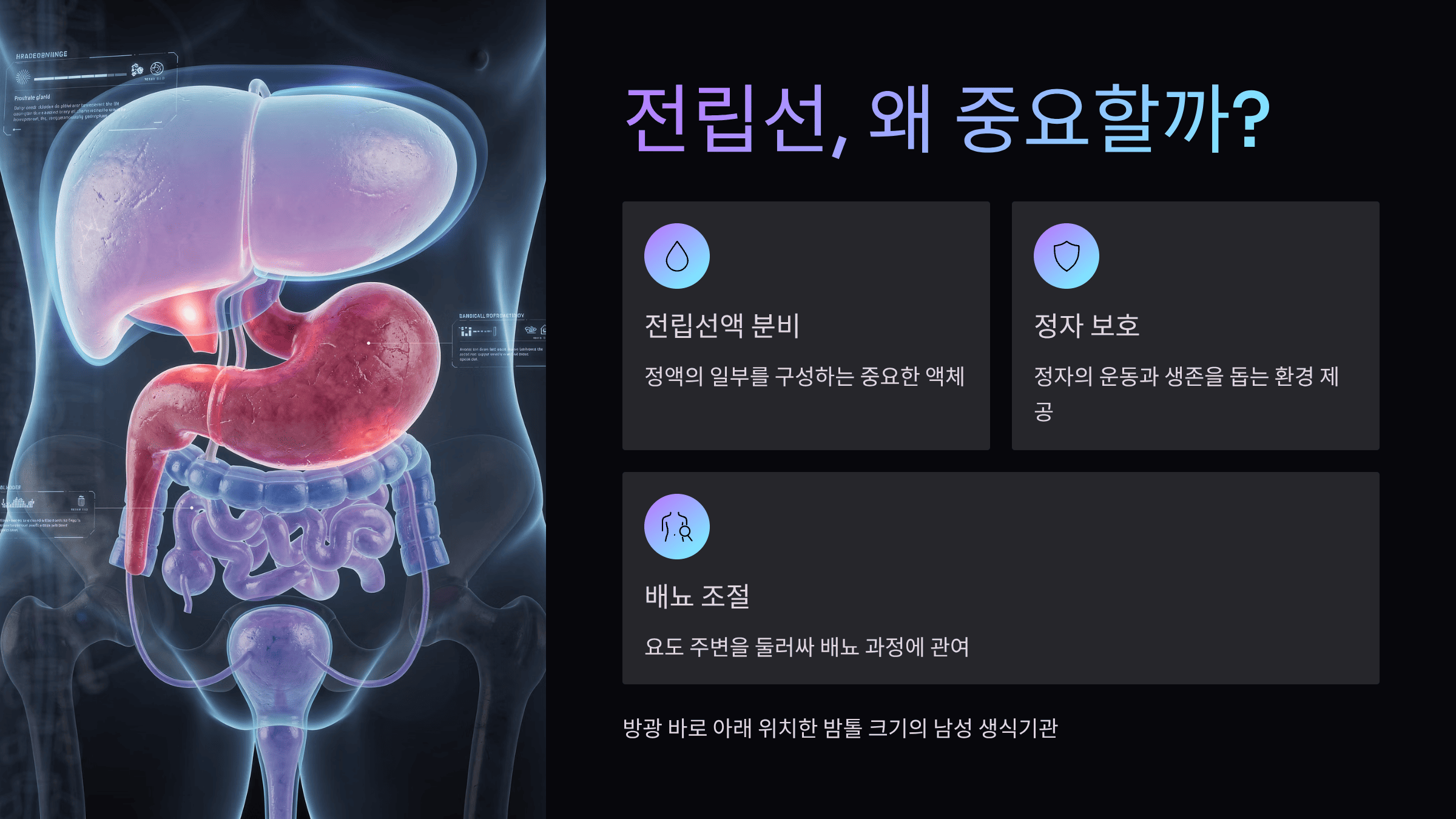 전립선에 좋은 음식과 전립선비대증 치료 완벽 가이드