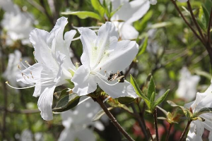 산청 황매산 철쭉축제