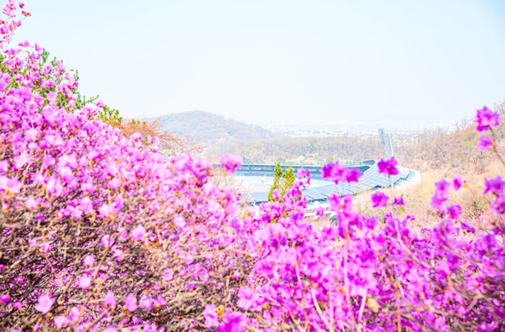 봄꽃 축제