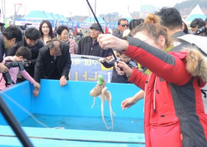 서천 동백꽃 쭈꾸미 축제