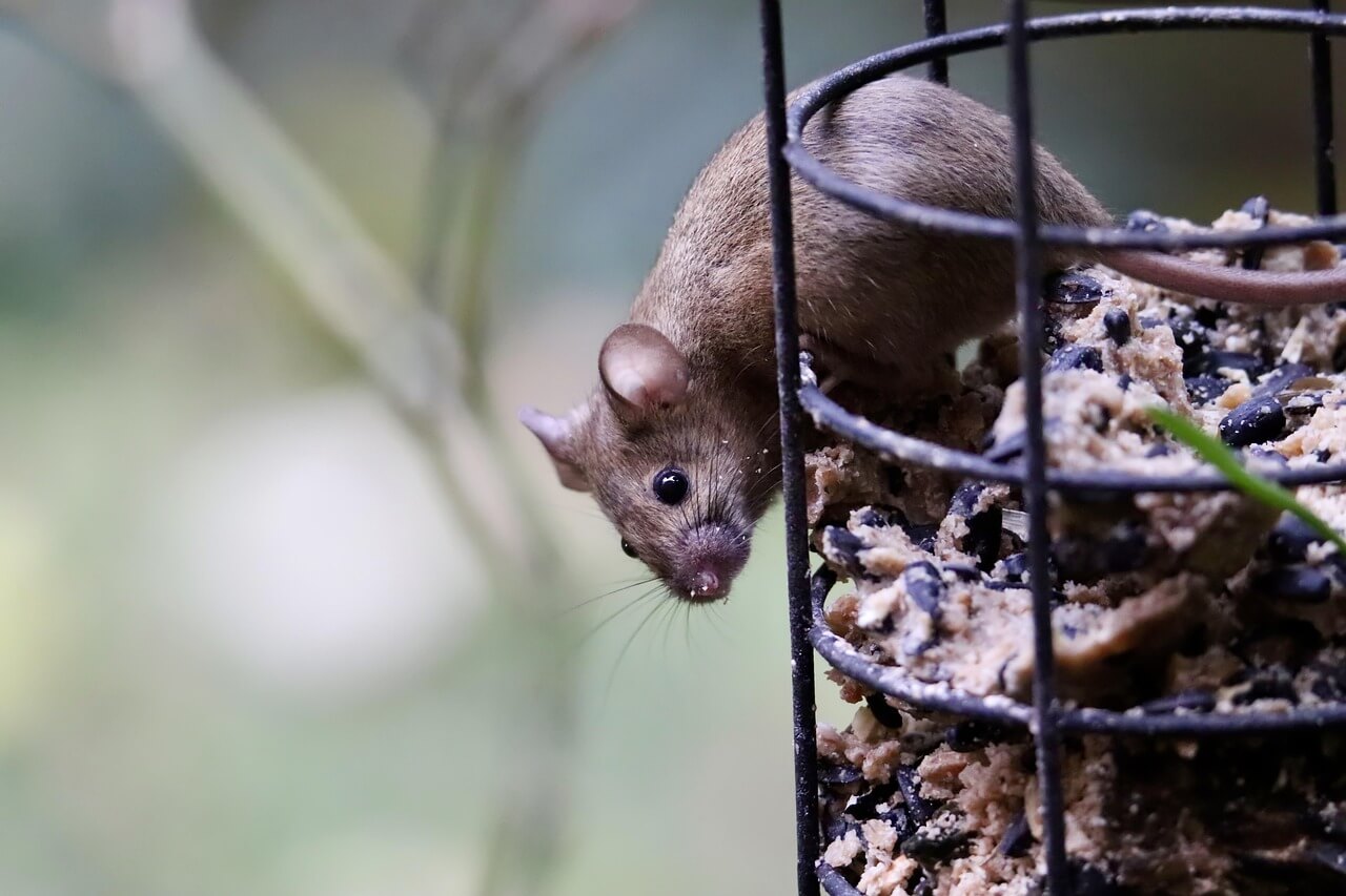 2025년 7월 쥐띠(子띠) 운세