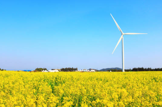 제주 유채꽃 시기