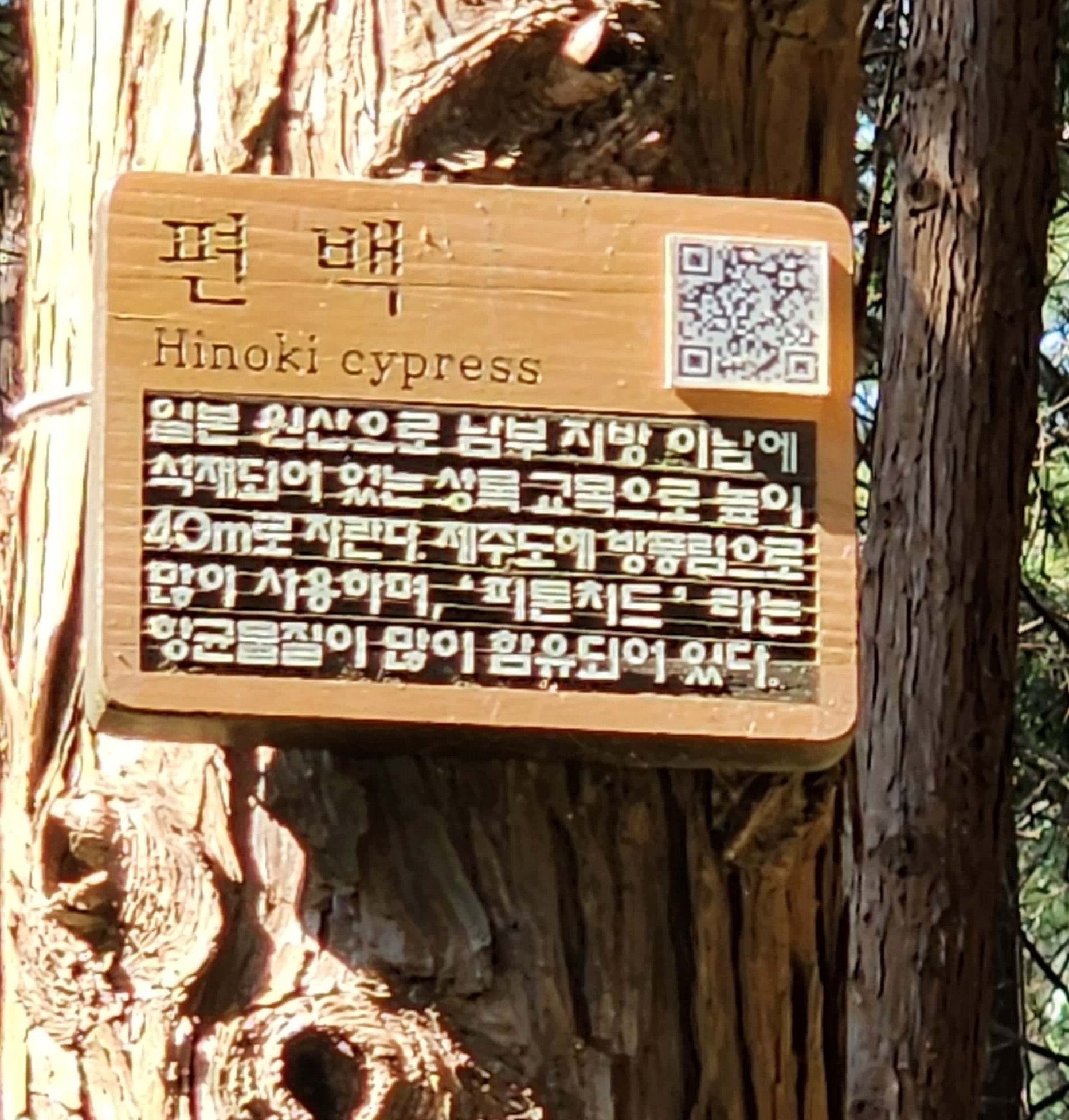 오륜대 땅뫼산 황토숲길 맨발걷기12