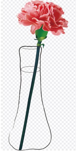 어버이날 기념 꽃 카네이션