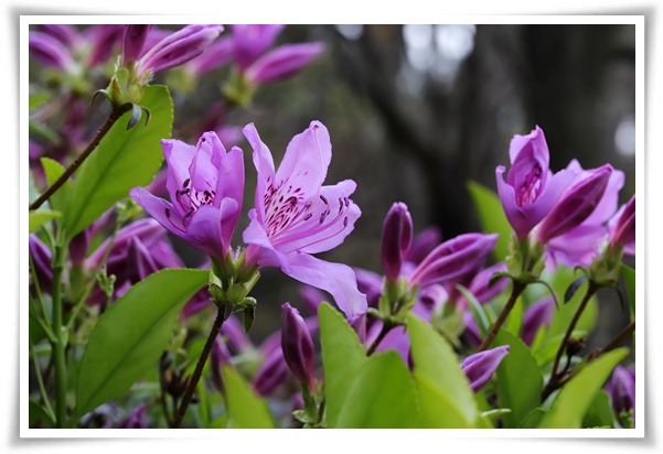 "철쭉" 봄을 수놓는 붉은 유혹, 당신이 몰랐던 화려한 비밀의 꽃!
