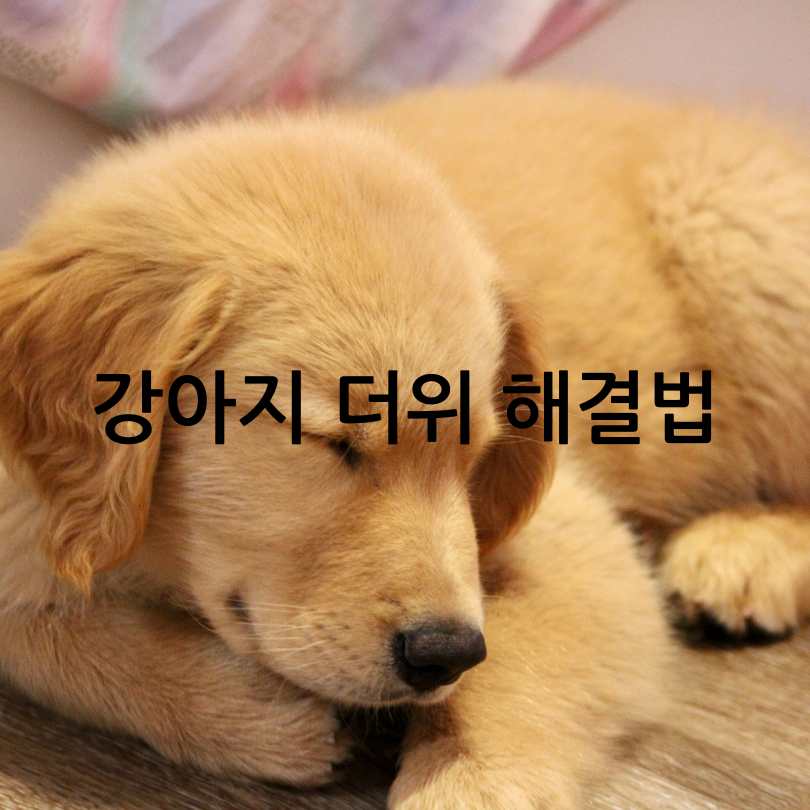 강아지 더위 증상 및 해결법