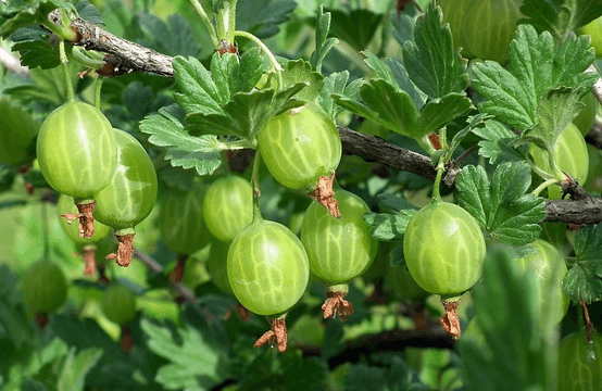 연두색의 구스베리 수십개가 열린 나무로 잎도 작고 초록색이다. 구스베리는 하얀 세로줄이 나있고 작고 동글동글하다.