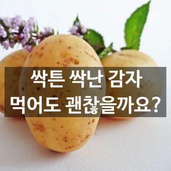 싹난 감자 먹기 주의점 레시피_48