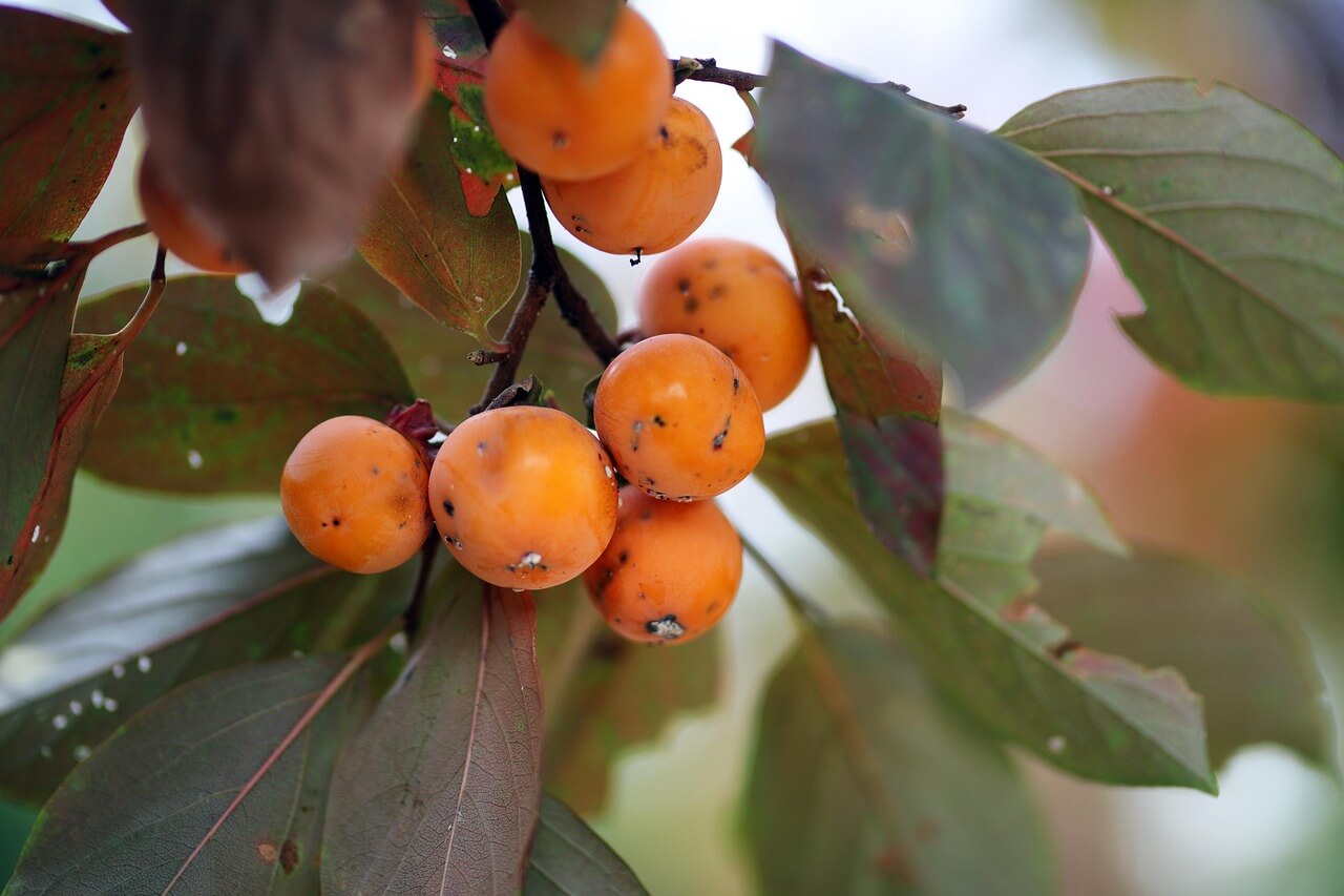 고향사랑기부제 세액공제
