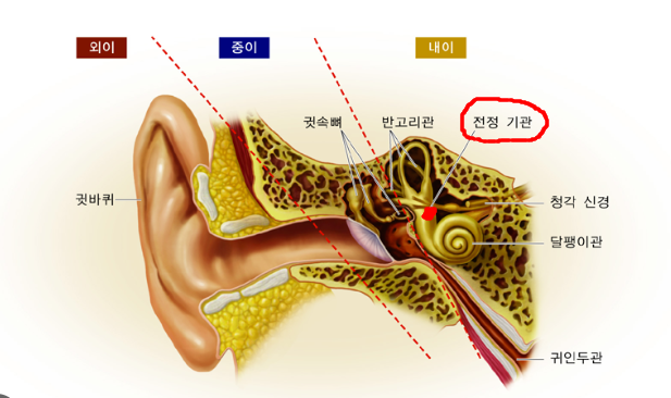 전정기관