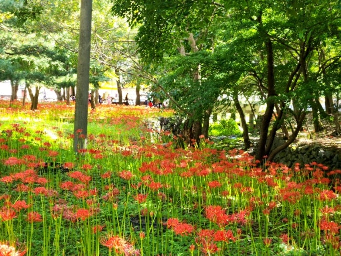 영광 불갑산 상사화 축제 2025, 절정 시기&middot;행사 일정&middot;주차 꿀팁 총정리 관련 사진