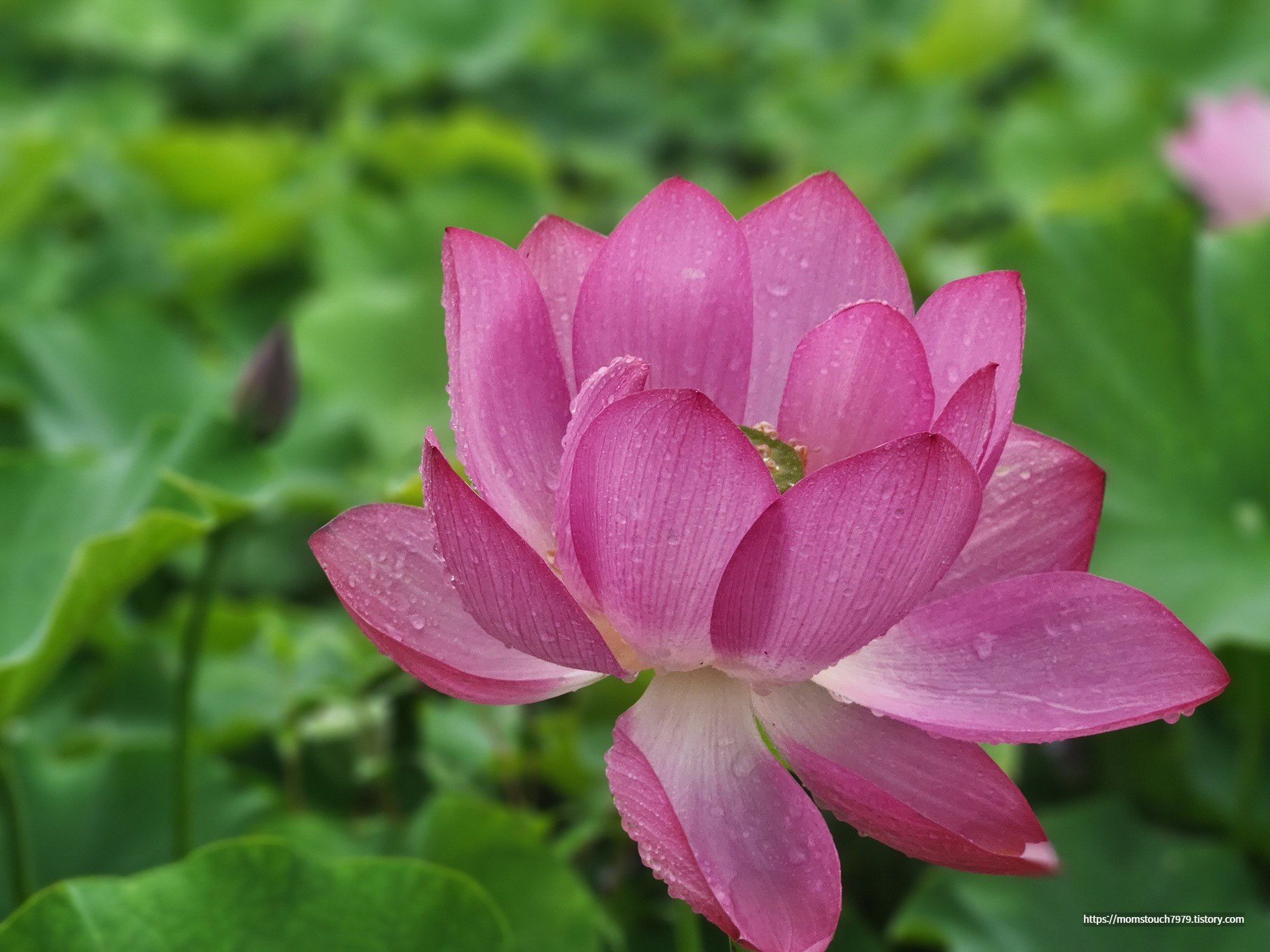 경주 연꽃 동궁과 월지