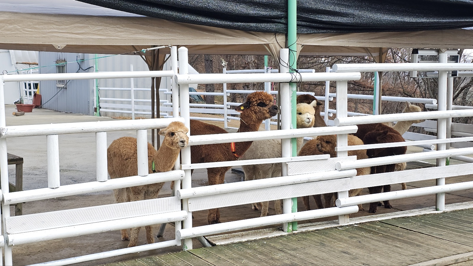 [24.11월] 아이와 평창 #1 - 모나 용평리조트 애니포레🏔️