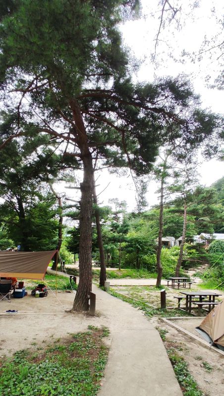 A 구역내에서 나무가 크고 계곡과 가까운 A7~15 사이트 전경