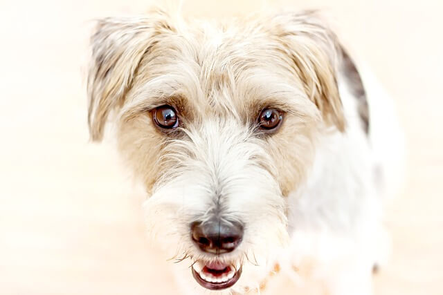 장애인 활동지원사