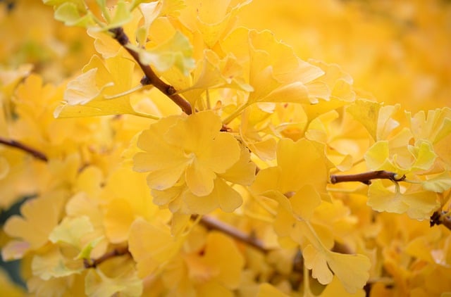 은행 Ginkgo biloba