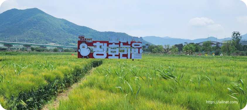 조만강 청보리밭