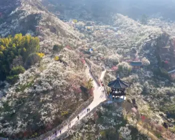광양 매화축제_16