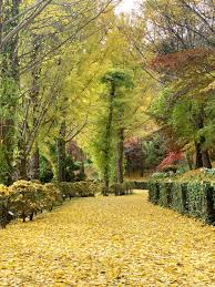 2024 세종 베어트리파크 단풍 축제 시기 예약방법